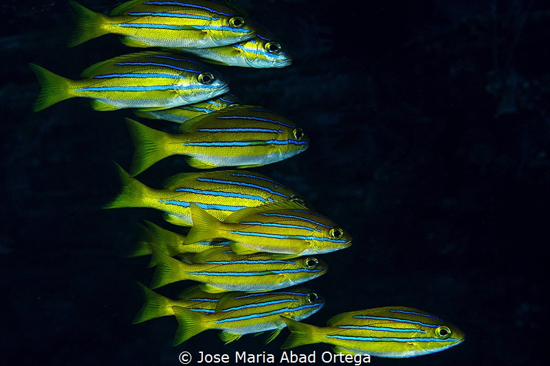 A very disciplined group of fish!!! by Jose Maria Abad Ortega 