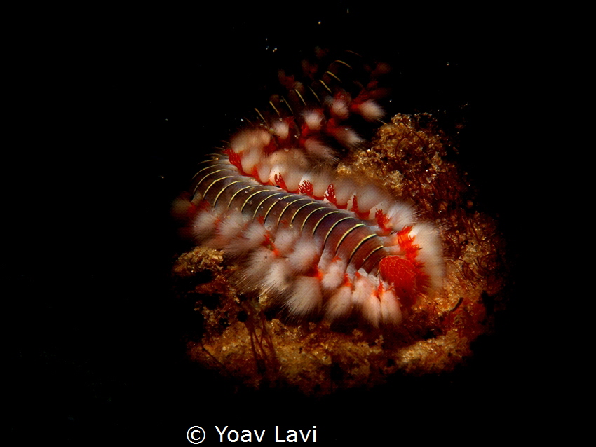 Fire worm snooted by Yoav Lavi 