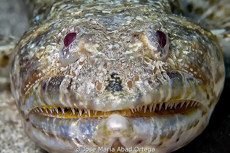Lizard fish face detail by Jose Maria Abad Ortega 