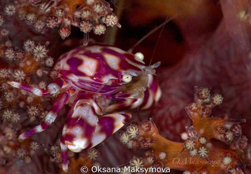 Soft Coral Porcelain Crab by Oksana Maksymova 