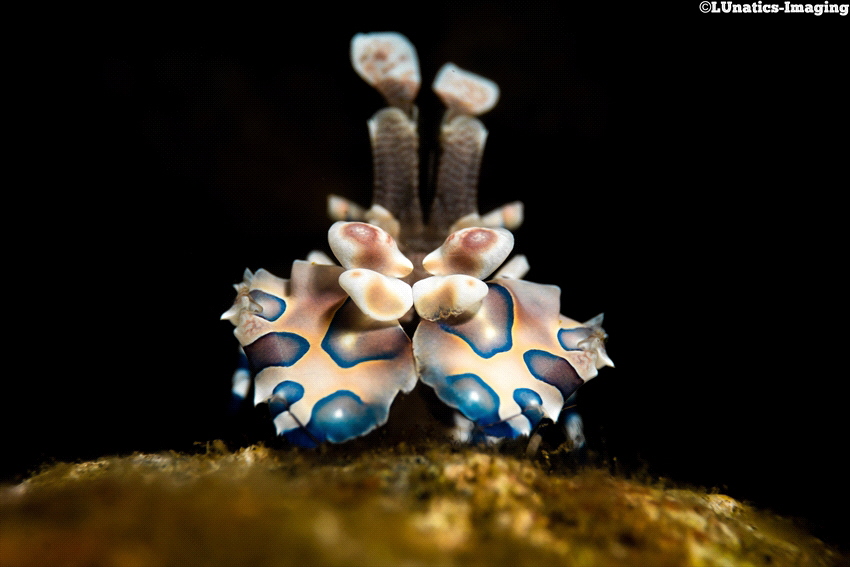 Hiding little harlequin shrimp by Luca Keller 