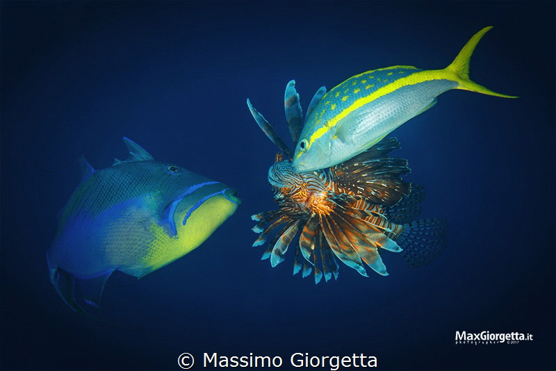 marine life - launch time by Massimo Giorgetta 