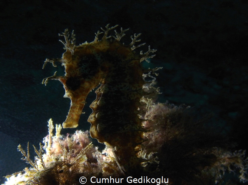 Hippocampus guttulatus
Back lighted by Cumhur Gedikoglu 