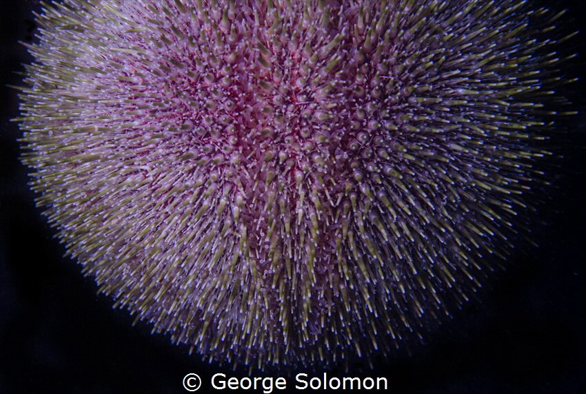 Vibrant sea urchin by George Solomon 