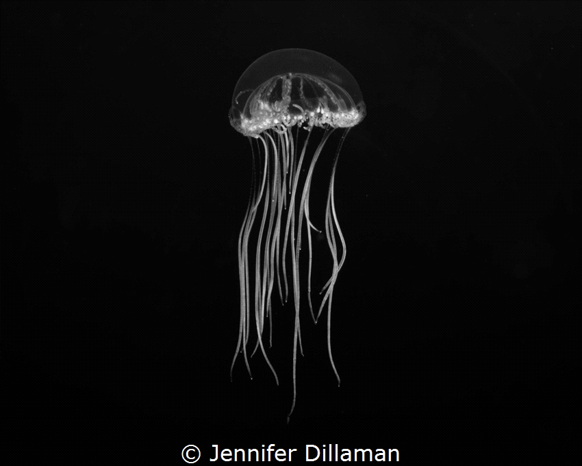 Image taken in the Exumas, just above the reef. The origi... by Jennifer Dillaman 