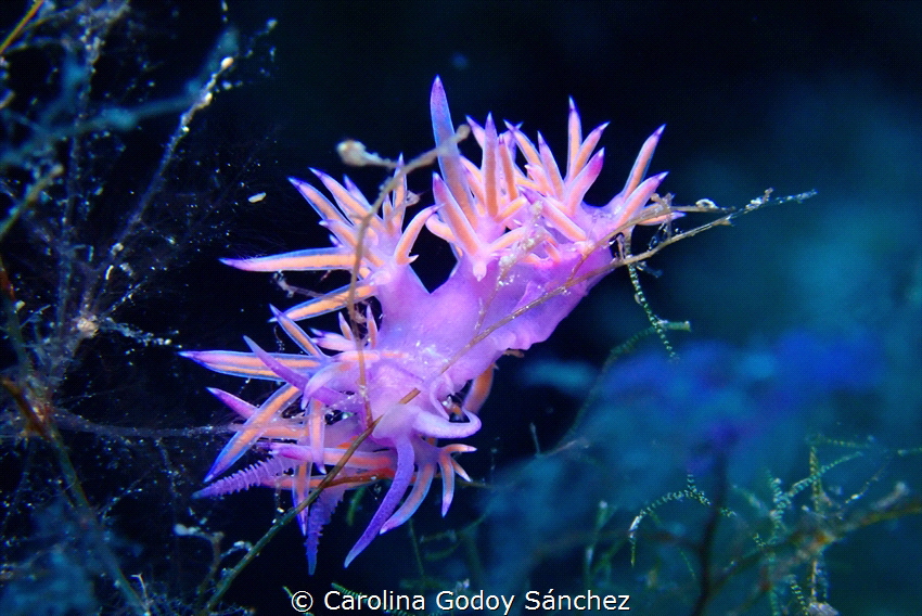 Shot of a Flabellina Affinis in the Natural Reserve of Ca... by Carolina Godoy Sánchez 
