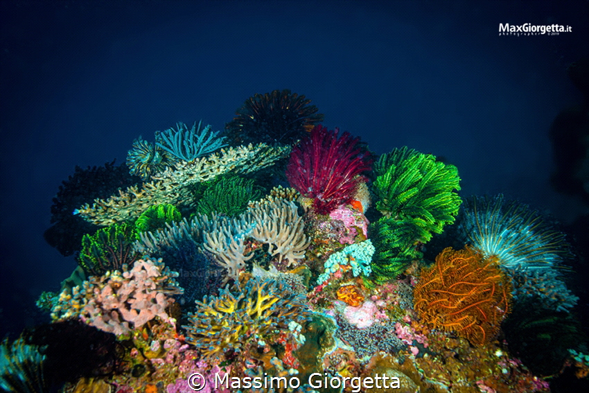 Komodo marine park - the garden by Massimo Giorgetta 