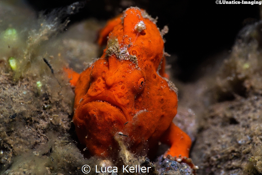 The Grumpy Guy
(Antennarius Pictus) by Luca Keller 