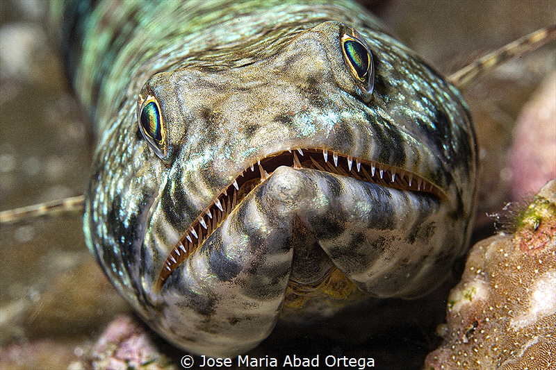 Lizard fish face portrait by Jose Maria Abad Ortega 