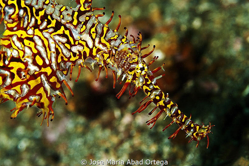 Ornate ghost pipe fish face details by Jose Maria Abad Ortega 