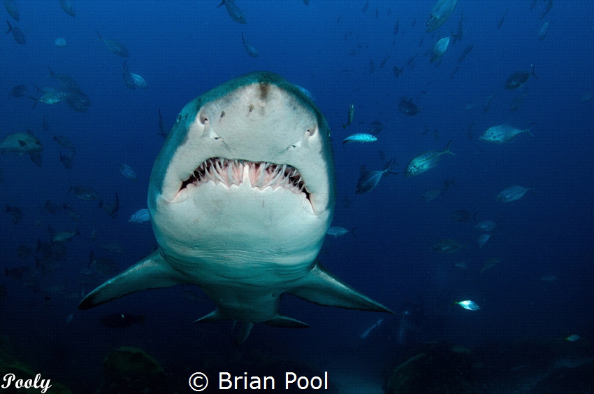 Very close pass of a male grey nurse shark at Julian Rock... by Brian Pool 