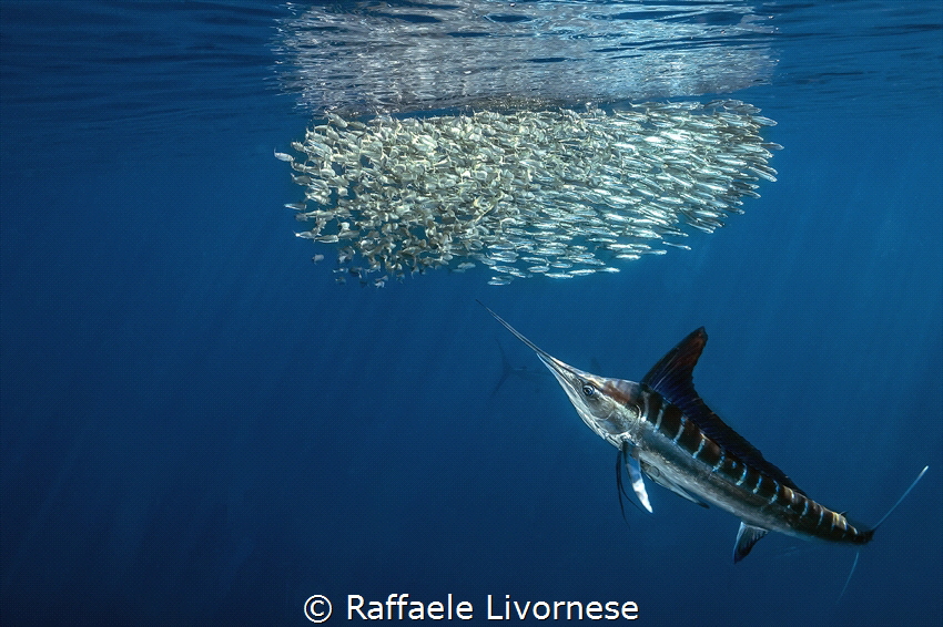 Stripped marlin hunting on sardines by Raffaele Livornese 