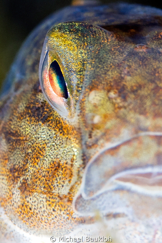 Eye of a Gobiidae.
Duiklocatie Boschmolenplas, Panheel.

 by Michael Baukloh 