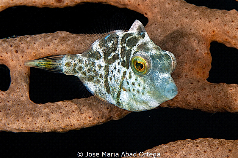 Very small Valentin's sharpnose puffer (Canthigaster vale... by Jose Maria Abad Ortega 