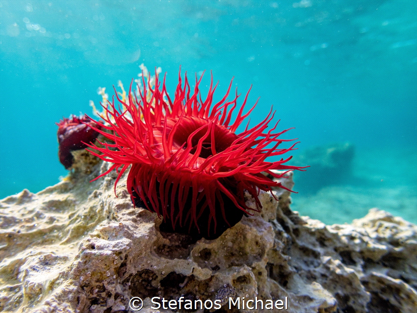 Beadlet Anemone - Actinia equina by Stefanos Michael 