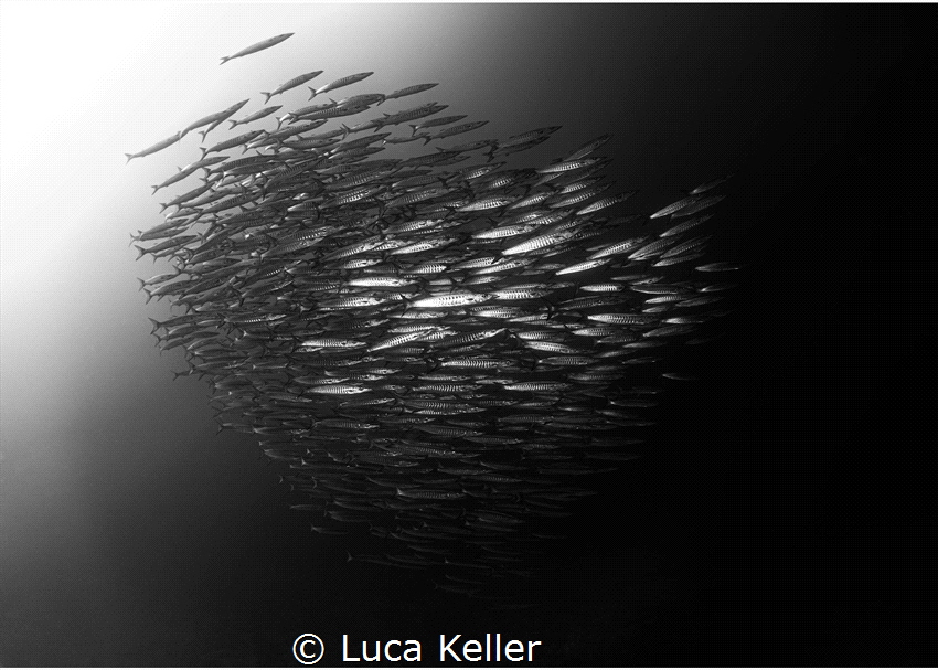 Monochrome Barracudas by Luca Keller 