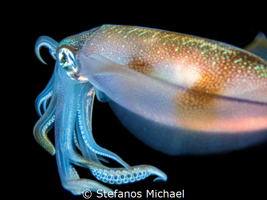 Bigfin reef squid - Sepioteuthis lessoniana by Stefanos Michael 