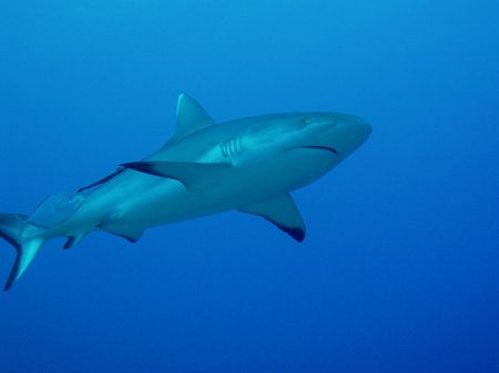 grey reef-shark on the wall at Shaabrumi by Alex Bonvin 
