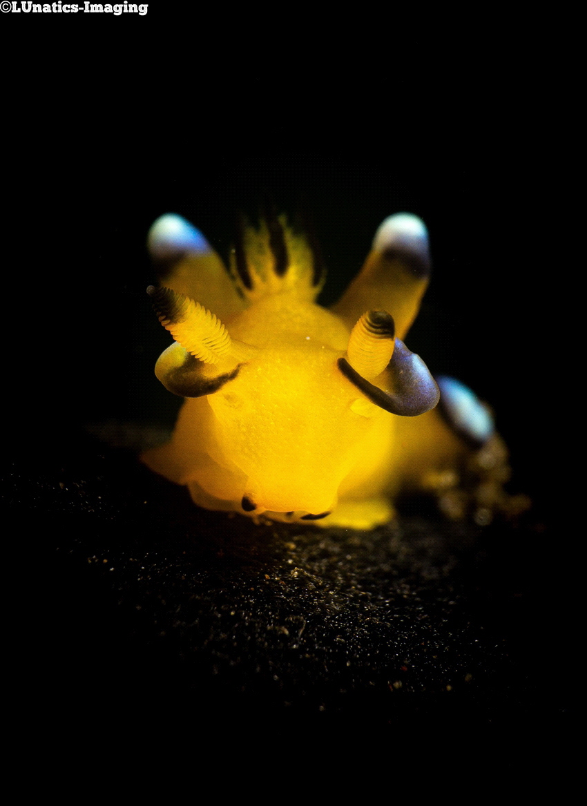 Pikachu Nudibranch (thecacera pacifica) by Luca Keller 