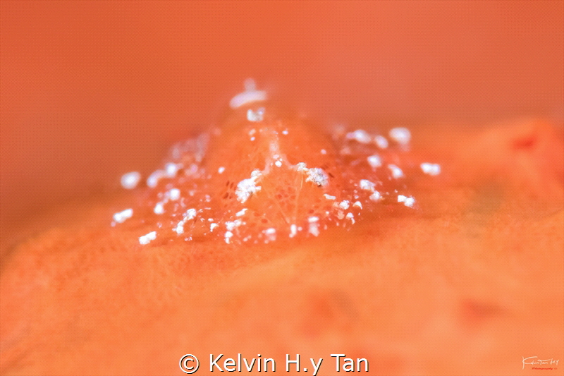 Juvenile cryptic sponge shrimp by Kelvin H.y Tan 