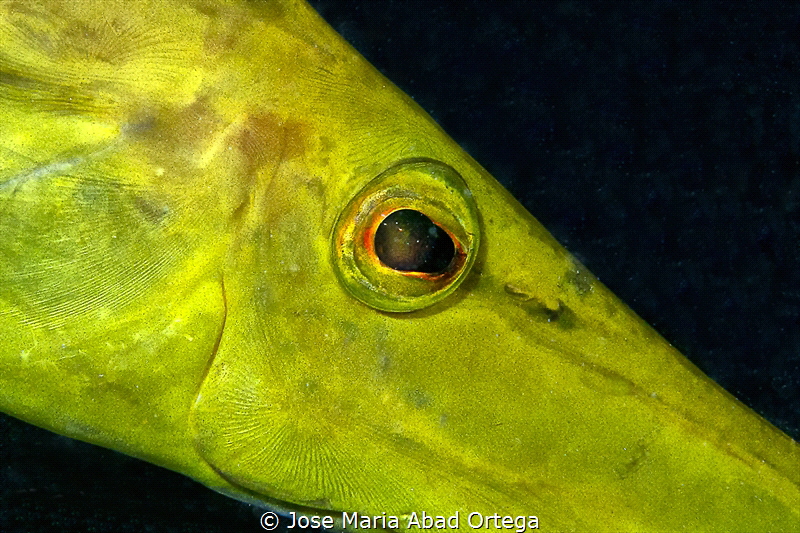 Yellow Trumpet fish face detail by Jose Maria Abad Ortega 