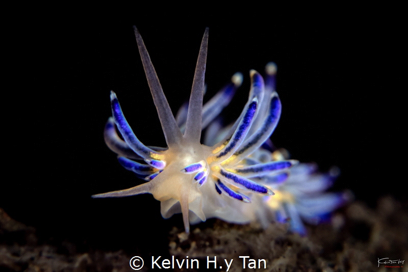 Electric blue (flabellina) by Kelvin H.y Tan 