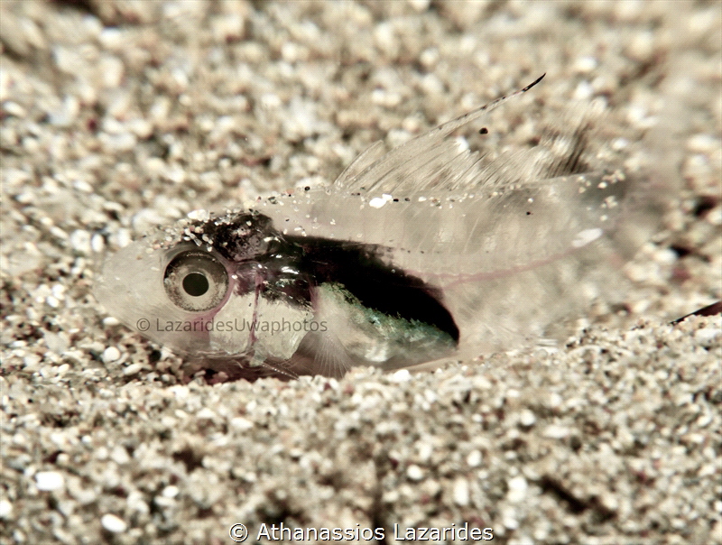 Larvae of Epinephelous sp. (Dusky Grouper) from Cyprus, M... by Athanassios Lazarides 
