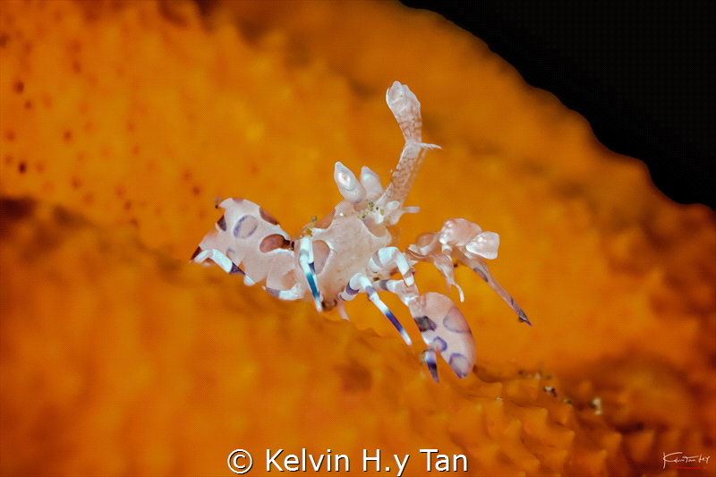 Harlequinn shrimp by Kelvin H.y Tan 