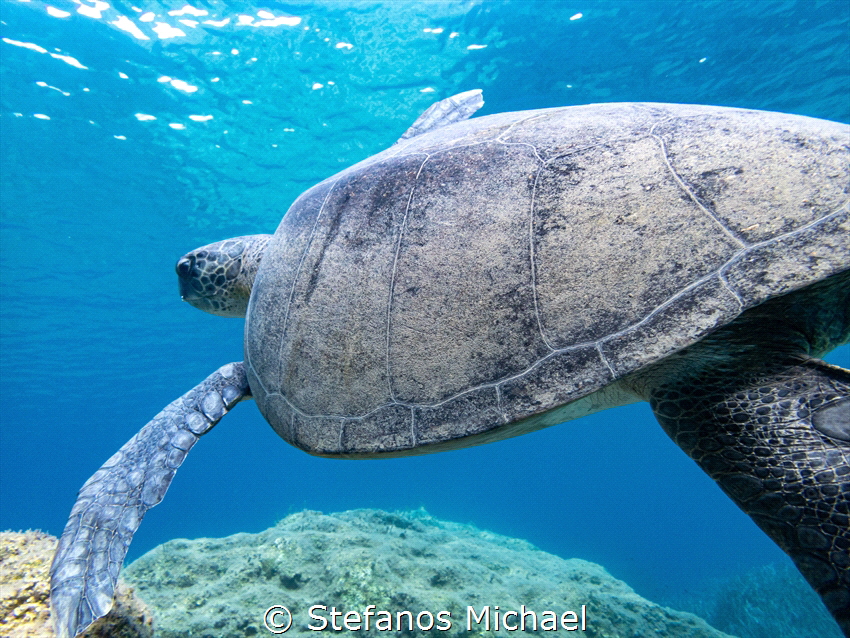 Green Sea Turtle - Chelonia mydas by Stefanos Michael 