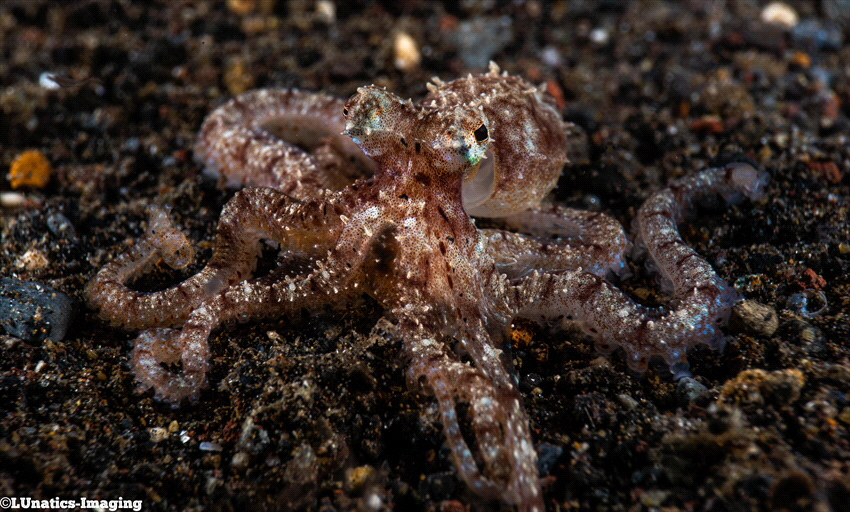 Young Octopus by Luca Keller 