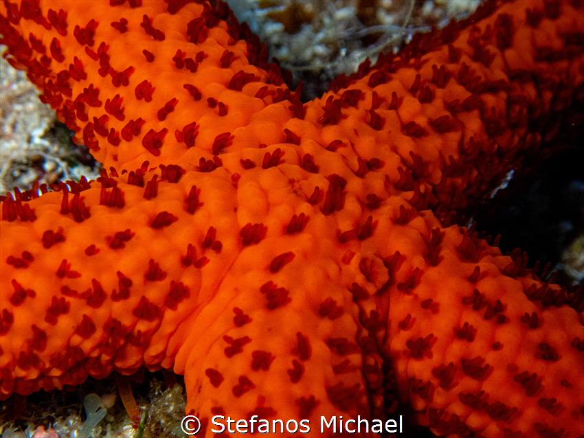 Mediterranean Red Sea Star - Echinaster sepositus by Stefanos Michael 