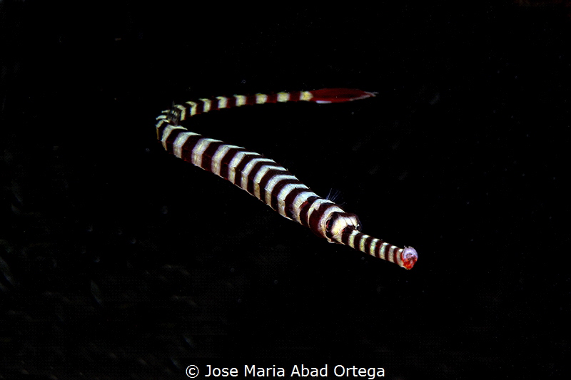 Dunckerocampus pessuliferus (yellowbanded pipefish) by Jose Maria Abad Ortega 