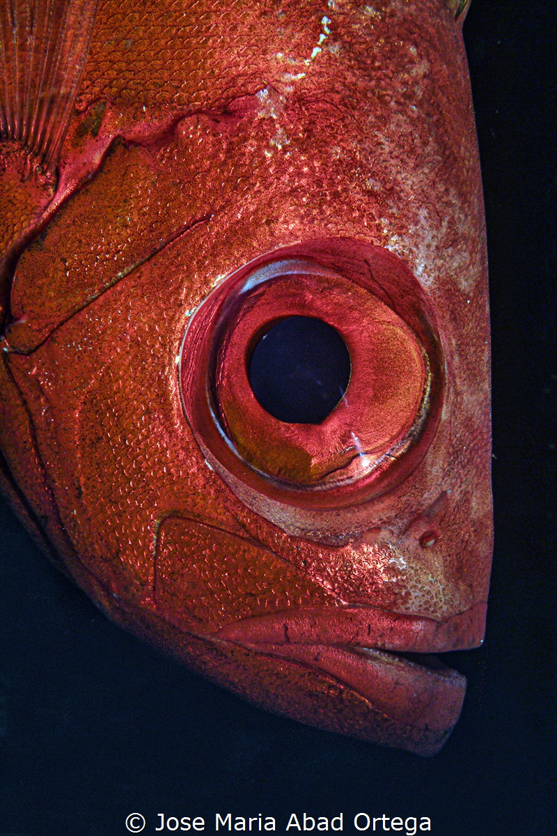 Doubletooth Soldierfish face detail
(Myripristis hexagona) by Jose Maria Abad Ortega 