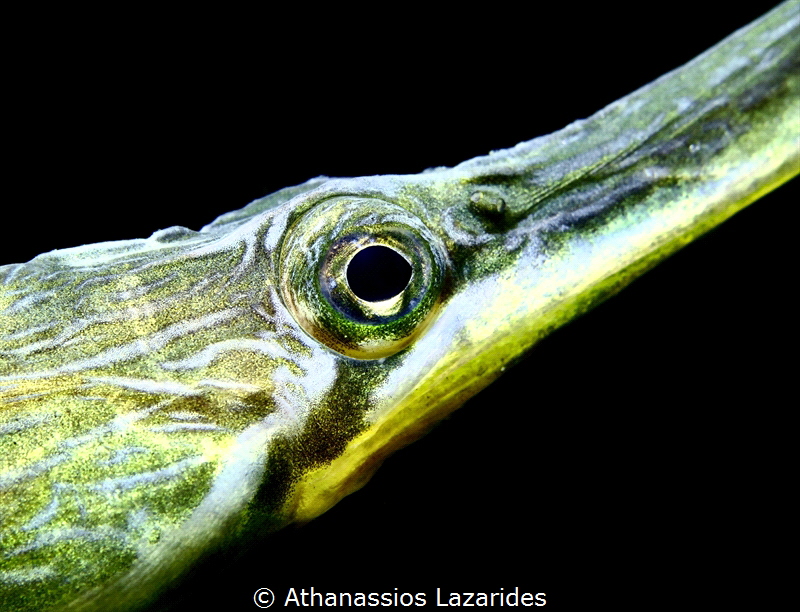 Close up of Syngnathus typhle from Oslo fjord. Canon G16 ... by Athanassios Lazarides 