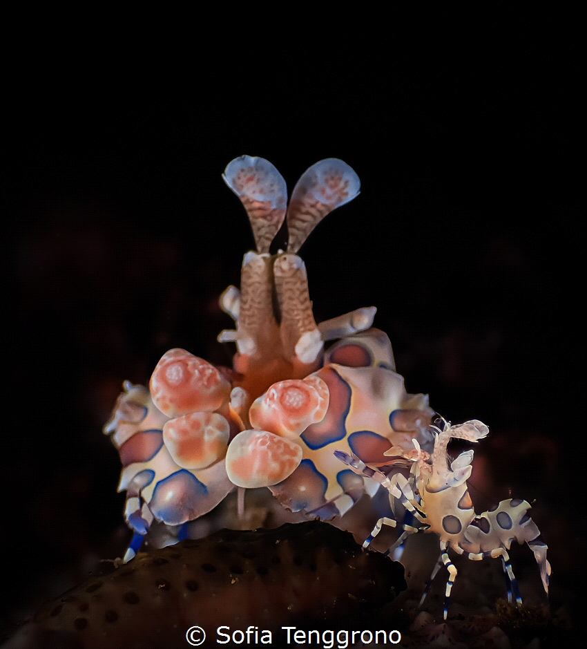 Mother-daughter (harlequin shrimps) by Sofia Tenggrono 