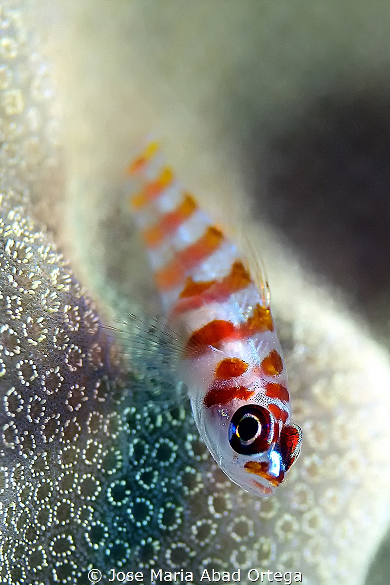 Red Striped Goby
Trimma cana by Jose Maria Abad Ortega 