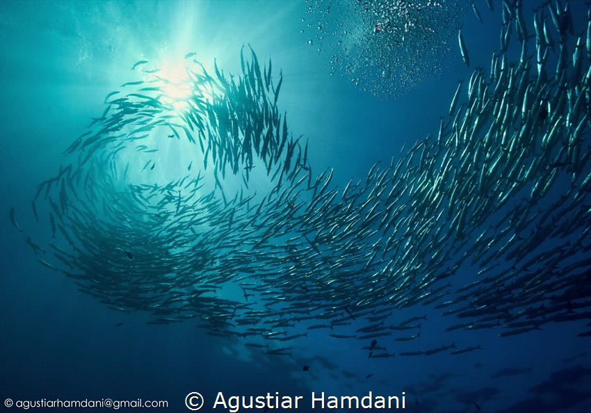 Schools of Barracuda by Agustiar Hamdani 