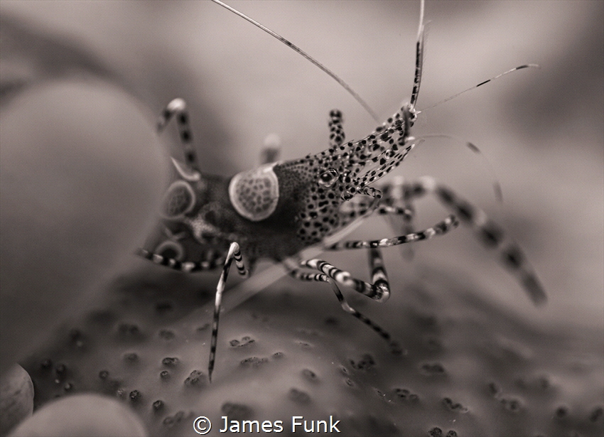 Close-up of a Spotted Cleaner Shrimp at rest... by James Funk 