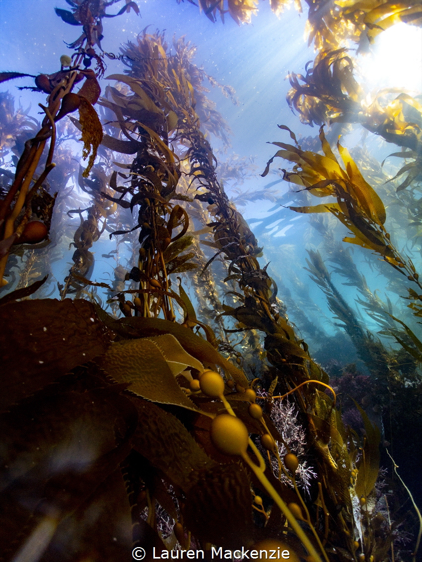 Anacapa, Channel Islands, California. Giant Kelp and a su... by Lauren Mackenzie 