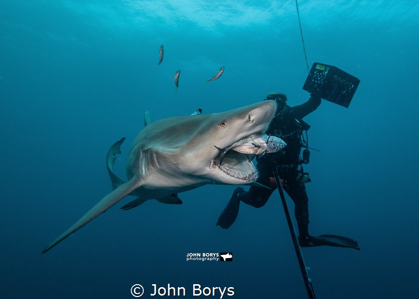 Lemon shark feeding by John Borys 
