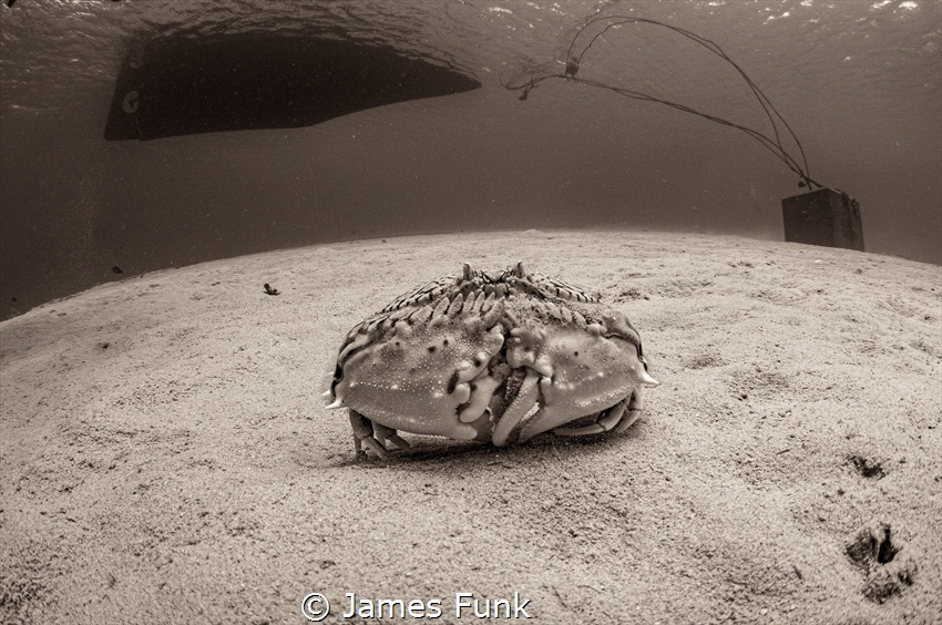 "You Shall Not Pass..."  Flame Box Crab @ Bonaire, NA by James Funk 
