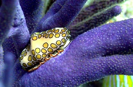Flamingo Tongue on branch coral, Canon G1 by Carl Matisse 