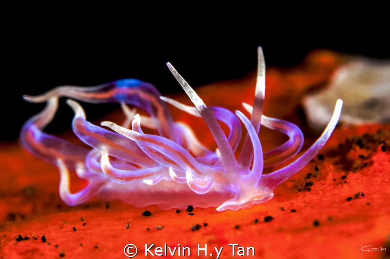 Candylicious (Phyllodesmium karenae) by Kelvin H.y Tan 