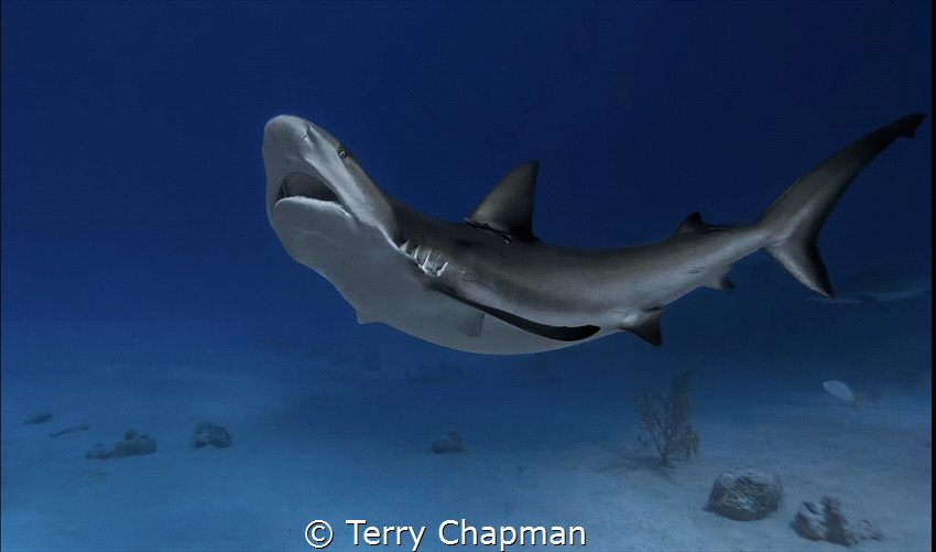 A Caribbean Reef Shark. Photo created with a Nikon D90 an... by Terry Chapman 