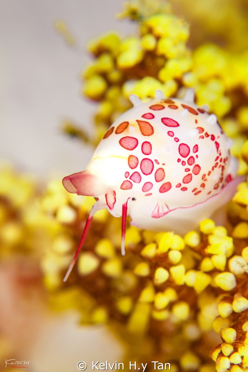 Cowrie portrait by Kelvin H.y Tan 