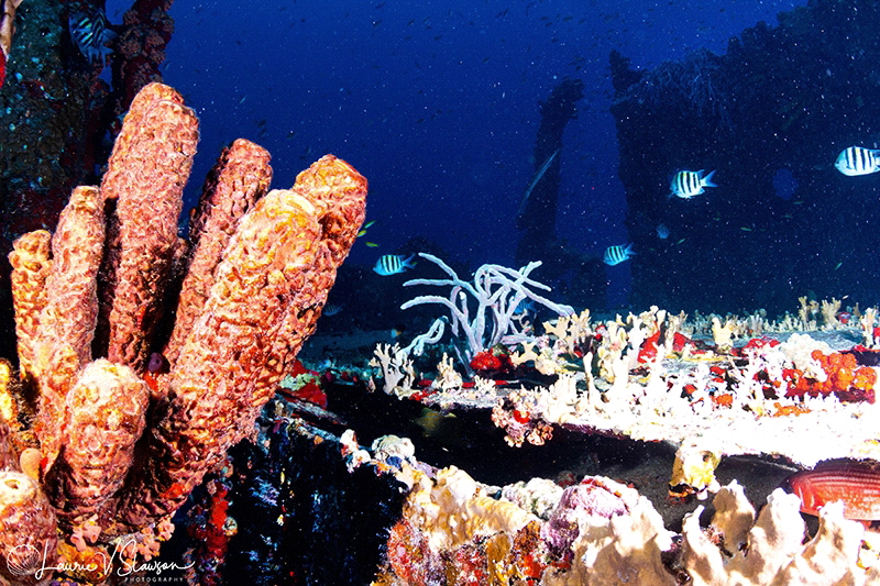The Blackthorn wreck in Aruba, photographed with a Canon ... by Laurie Slawson 
