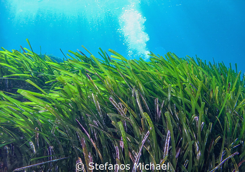 Neptune Grass - Posidonia oceanica by Stefanos Michael 