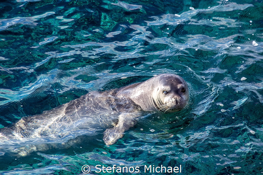 Mediterranean Monk Seal - Monachus monachus by Stefanos Michael 