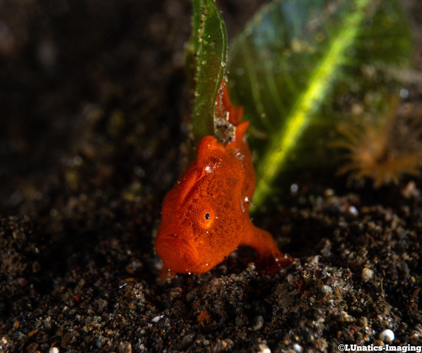 Juvenile red Frogfish (size approximately 1.5cm) by Luca Keller 