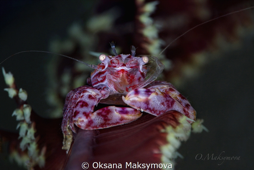 Soft Coral Porcelain Crab (Lissoporcellana nakasonei) by Oksana Maksymova 